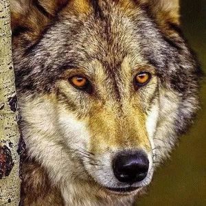 Meet your Posher, Corey